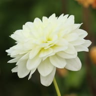 Karma Serena Dahlia Tuber