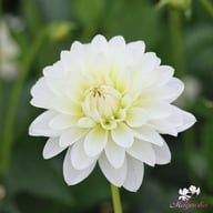 Karma Serena Dahlia Knöl