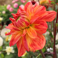Kees Verkade Dahlia Knöl