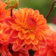 Kees Verkade Dahlia Tuber