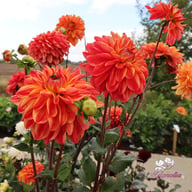Kees Verkade Dahlia Knöl