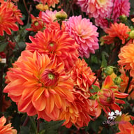 Kees Verkade Dahlia Knöl