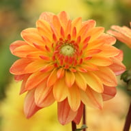 Kees Verkade Dahlia Tuber