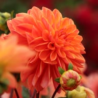 Kees Verkade Dahlia Tuber