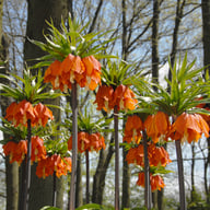 Aurora Fritillaria Bulb