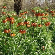 Aurora Fritillaria Bulb