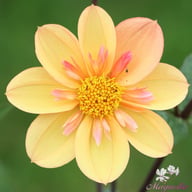 Kelsey Annie Joy Dahlia Knöl
