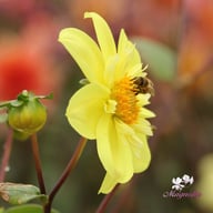 Kelsey Sunshine Dahlia Tuber