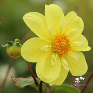 Kelsey Sunshine Dahlia Tuber