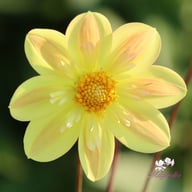 Kelsey Sunshine Dahlia Tuber
