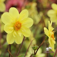 Kelsey Sunshine Dahlia Tuber