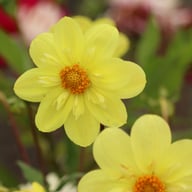 Kelsey Sunshine Dahlia Knöl