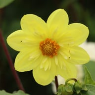 Kelsey Sunshine Dahlia Knöl