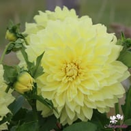 Kelvin Floodlight Dahlia Knöl