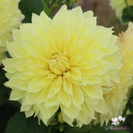 Kelvin Floodlight Dahlia Knöl