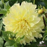 Kelvin Floodlight Dahlia Knöl