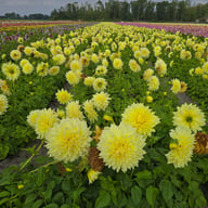 Kelvin Floodlight Dahlia Knöl