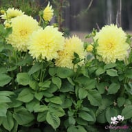 Kelvin Floodlight Dahlia Knöl