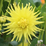 Kennemerland Dahlia Tuber