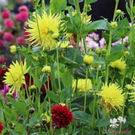 Kennemerland Dahlia Tuber