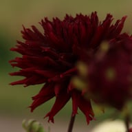 Kenora Macop B Dahlia Tuber