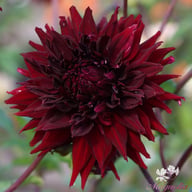 Kenora Macop B Dahlia Knöl