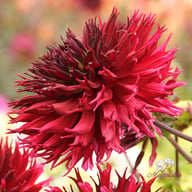 Kenora Macop B Dahlia Knöl