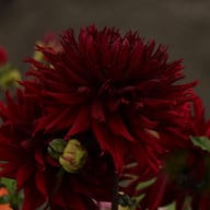 Kenora Macop B Dahlia Tuber