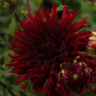 Kenora Macop B Dahlia Tuber