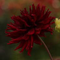 Kenora Macop B Dahlia Tuber