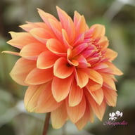 Kick Off Dahlia Knöl