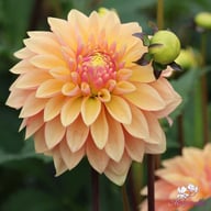 Kick Off Dahlia Knöl