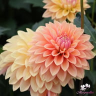 Kick Off Dahlia Knöl