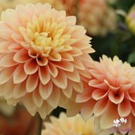 Kick Off Dahlia Knöl