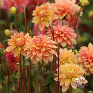 Kick Off Dahlia Knöl