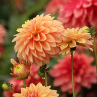 Kick Off Dahlia Tuber
