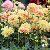 Kick Off Dahlia Knöl