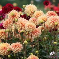 Kick Off Dahlia Knöl