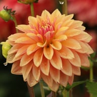 Kick Off Dahlia Tuber