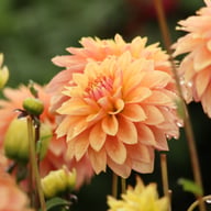 Kick Off Dahlia Tuber