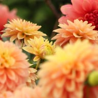 Kick Off Dahlia Tuber