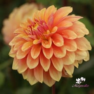 Kick Off Dahlia Knöl