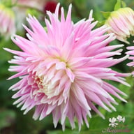 Kiev Dahlia Tuber