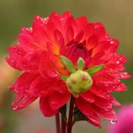Kilburn Glow Dahlia Knöl