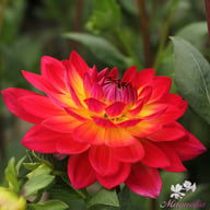 Kilburn Glow Dahlia Tuber