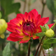 Kilburn Glow Dahlia Tuber