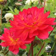 Kilburn Glow Dahlia Tuber