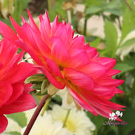 Kilburn Glow Dahlia Tuber