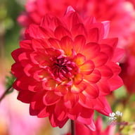 Kilburn Glow Dahlia Tuber