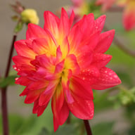 Kilburn Glow Dahlia Knöl